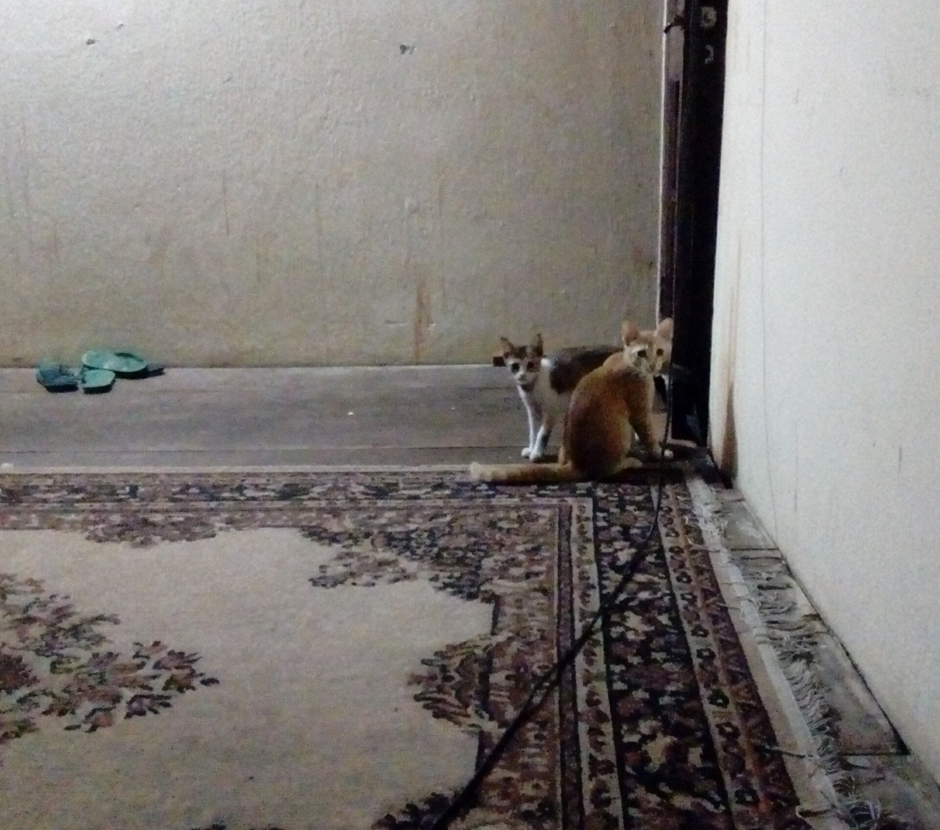Кот лежит на диване